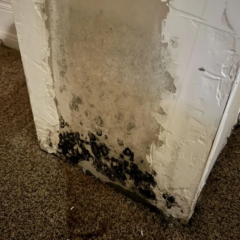 Professional Mold Removal in Midway, GA